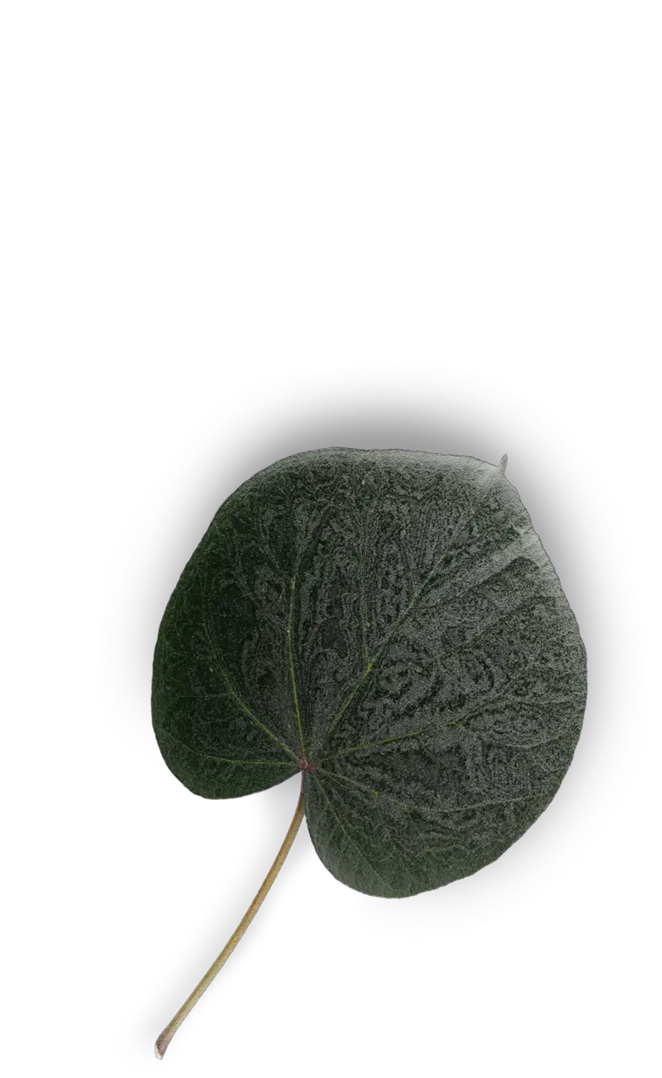 Esempio di superficie incisa con il laser in una texture che ricorda elementi vegetali